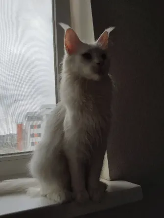 кошечка, Мейн-кун, Донецк