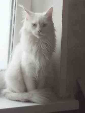 Котенок, кошечка, Мейн-кун, Донецк