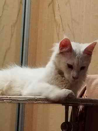 Котенок, кошечка, Мейн-кун, меинкун, меин--кун Донецк