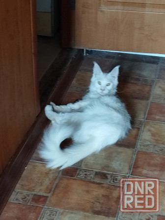 Котенок, кошечка, Мейн-кун, Донецк - изображение 1