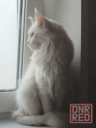 Котенок, кошечка, Мейн-кун, Донецк - изображение 1