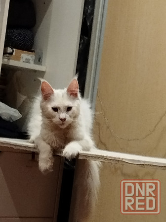 Котенок, кошечка, Мейн-кун, Донецк - изображение 1