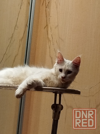 Котенок, кошечка, Мейн-кун, Донецк - изображение 2
