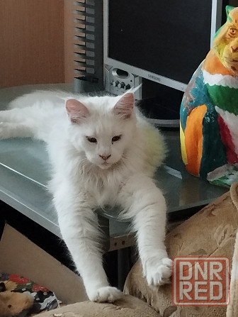 Котенок, кошечка, Мейн-кун, Донецк - изображение 7