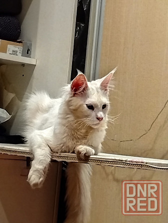 Котенок, кошечка, Мейн-кун, Донецк - изображение 4