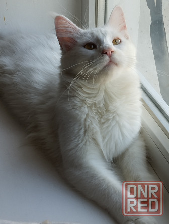 Котенок, кошечка, Мейн-кун, Донецк - изображение 1