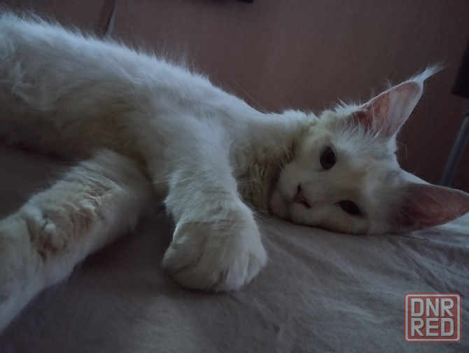 Котенок, кошечка, Мейн-кун, Донецк - изображение 5