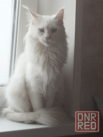 Котенок, кошечка, Мейн-кун, Донецк - изображение 4