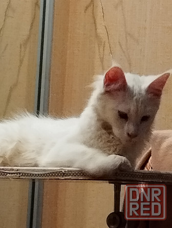 Котенок, кошечка, Мейн-кун, Донецк - изображение 3