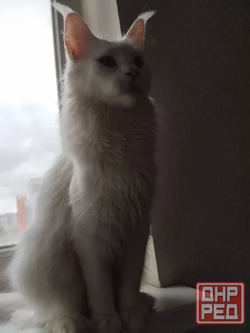 кошечка, Мейн-кун, Донецк - изображение 3