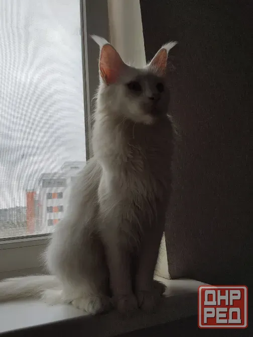 кошечка, Мейн-кун, Донецк - изображение 2