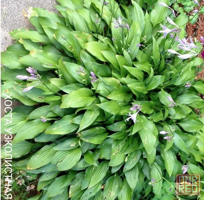 Хоста,хосты 6 сортов Донецк - изображение 7