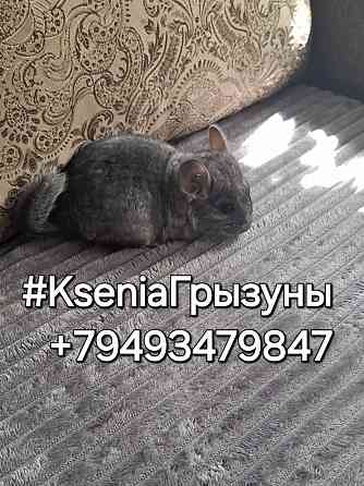 Шиншиллы Донецк