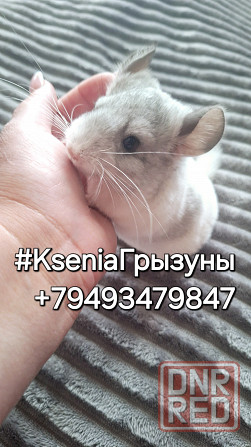 Шиншилла есть доставка по городу Донецку и области и в лнр Донецк - изображение 1