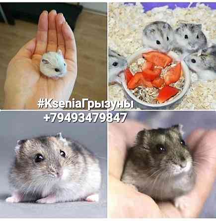 Хомячки Джунгарики с новым домики клеткой и без Донецк