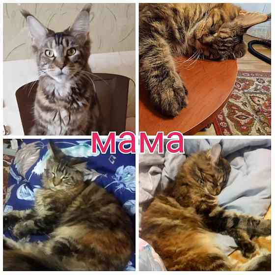 Кошечка Мейн кун. Донецк