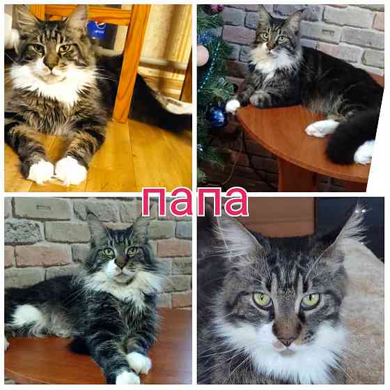 Котик Мейн кун Донецк
