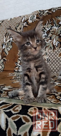 Котик Мейн кун Донецк - изображение 3