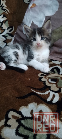 Котик красавчик Мейн кун Донецк - изображение 3
