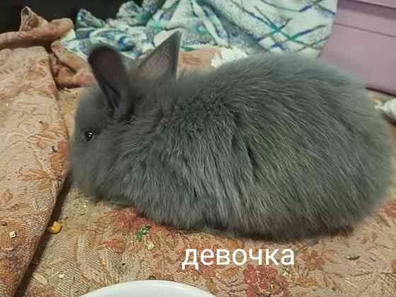 Декоративные крольчата Раннее бронирование Донецк
