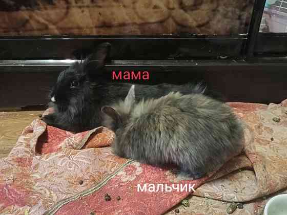Декоративные крольчата Раннее бронирование Донецк