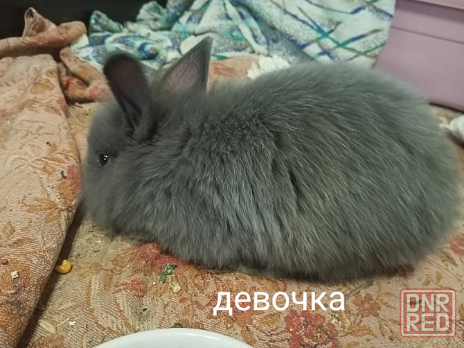Декоративные крольчата Раннее бронирование Донецк - изображение 5