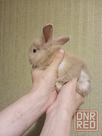 Декоративные крольчата Раннее бронирование Донецк - изображение 1