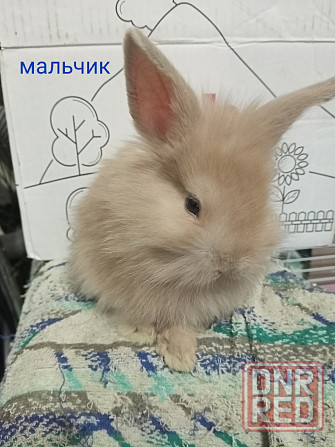 Декоративные крольчата Раннее бронирование Донецк - изображение 3