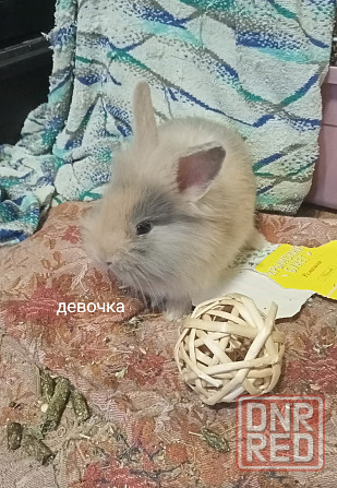 Декоративные крольчата Раннее бронирование Донецк - изображение 6