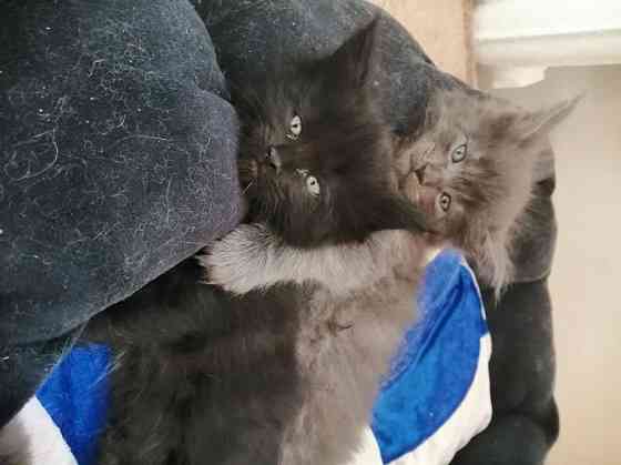 Продаются котята Мейн Куны Донецк