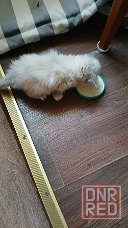 Продам котенка Донецк - изображение 3