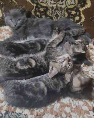 Котята в добрые руки Макеевка