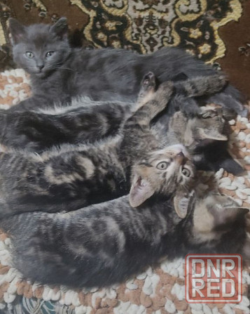 Котята в добрые руки Макеевка - изображение 3