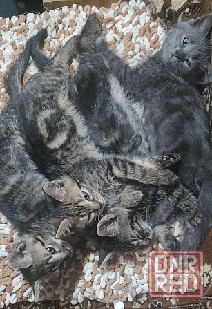 Котята в добрые руки Макеевка - изображение 4