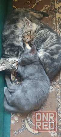 Котята в добрые руки Макеевка - изображение 2