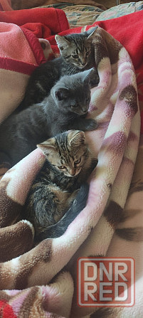 Котята в добрые руки Макеевка - изображение 1