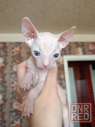 Котята Донского Сфинкса Донецк - изображение 2