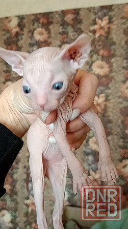 Котята Донского Сфинкса Донецк - изображение 1
