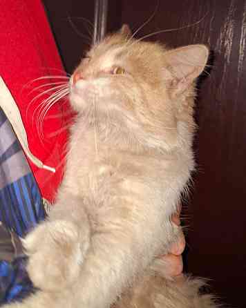 Котик метис бесплатно в добрые руки Макеевка