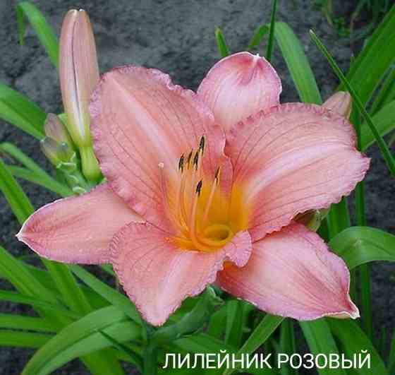 Лилейник ,лилии Донецк