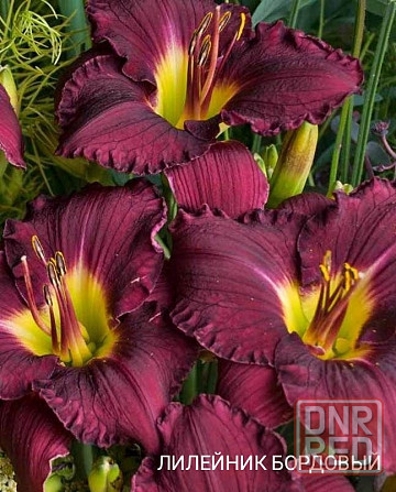 Лилейник ,лилии Донецк - изображение 1