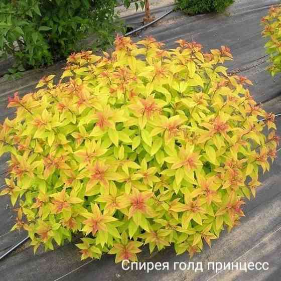 Спирея GOLD FLAME Донецк