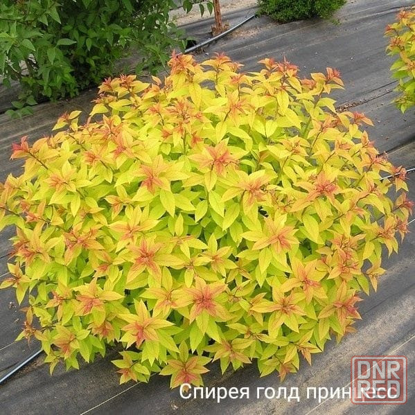 Спирея GOLD FLAME Донецк - изображение 1