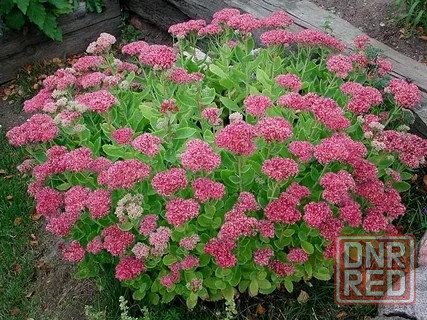 Очиток Донецк - изображение 1