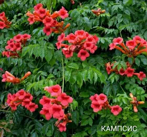 Кампсис лиана Донецк