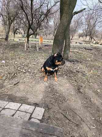 Продам амбулли Донецк