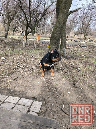 Продам амбулли Донецк - изображение 2