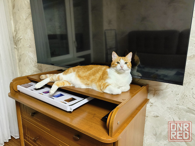 Отдам взрослого кота Донецк - изображение 1