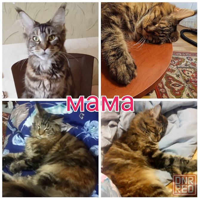 Котята Мейн кун Донецк - изображение 8