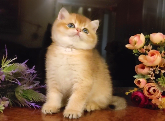 Золотой британский котенок Донецк